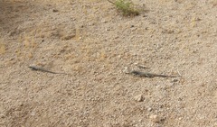 Aspidoscelis tigris tigris