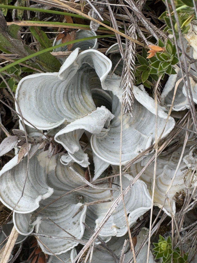 Cora glabrata · February 2025 · photo: © harrii (iNaturalist, cc-by)