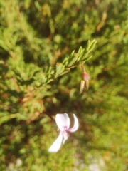 Pelargonium laevigatum diversifolium