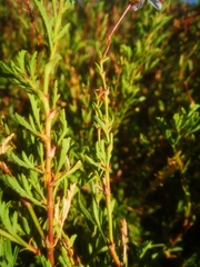 Pelargonium laevigatum diversifolium