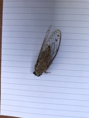 Cicada orni