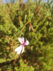 Pelargonium laevigatum diversifolium
