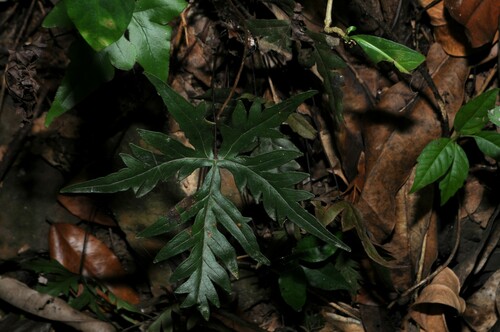 Image of Doryopteris pedata by (c) Grace Merkert, some rights reserved (CC BY)