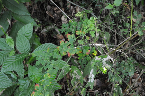 Image of Serjania polyphylla by (c) Grace Merkert, some rights reserved (CC BY)