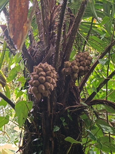 Astrocaryum alatum, photograph 3