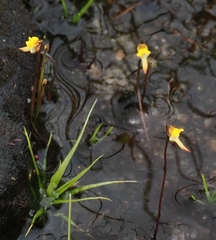 Sturdy Bladderwort (Utricularia firmula)