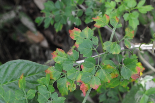 Image of Serjania polyphylla by (c) Grace Merkert, some rights reserved (CC BY)