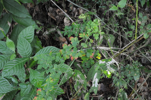 Image of Serjania polyphylla by (c) Grace Merkert, some rights reserved (CC BY)