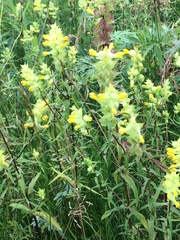 Rhinanthus serotinus aestivalis