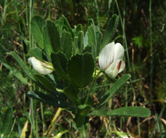 Ononis biflora
