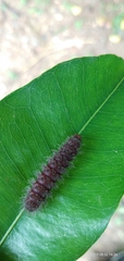 Lepidoptera
