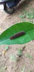 Lepidoptera