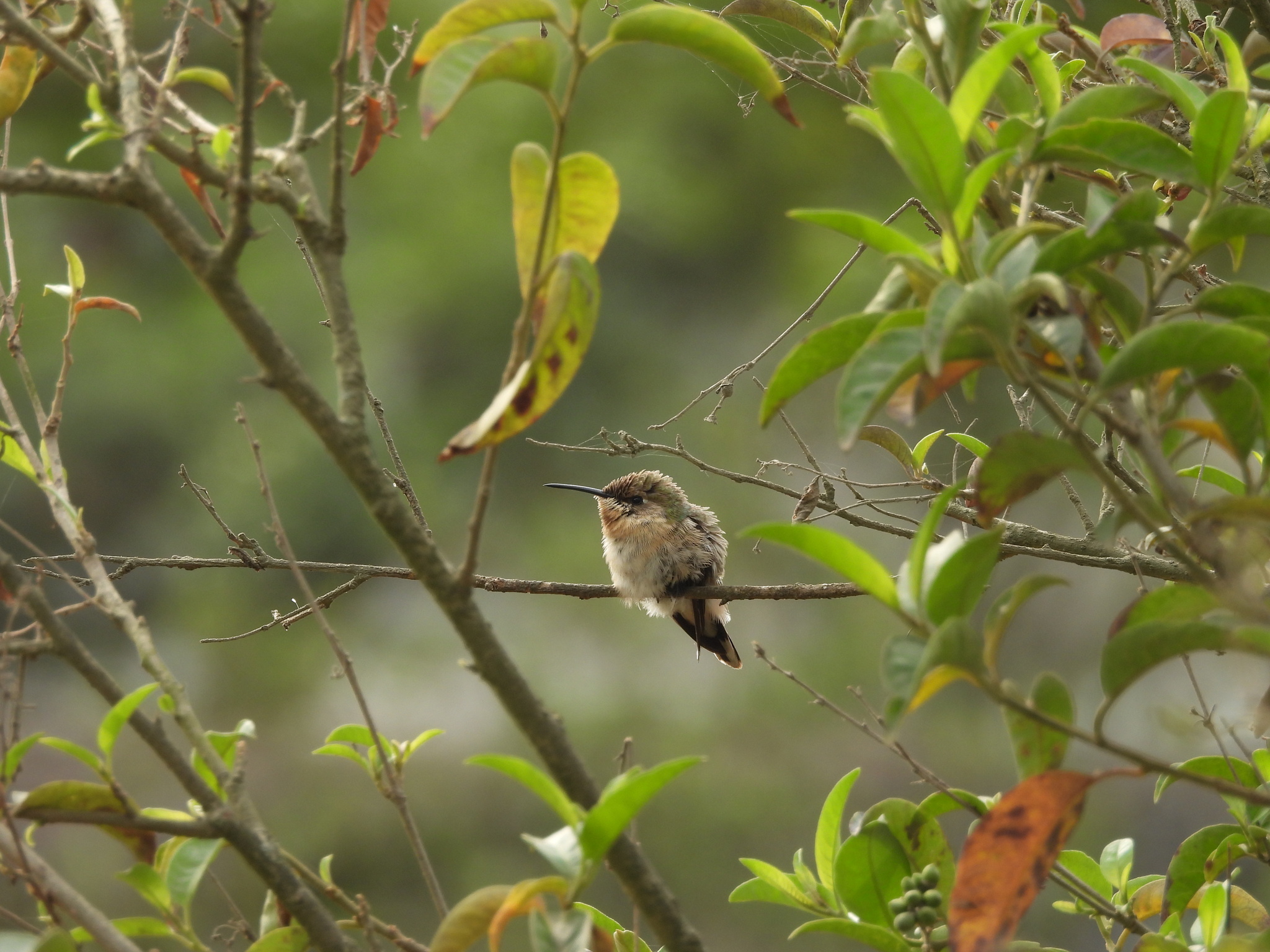 Purple-collared Woodstar (Myrtis fanny), photo 3