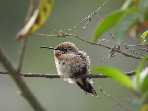 Purple-collared Woodstar (Myrtis fanny), photo 2