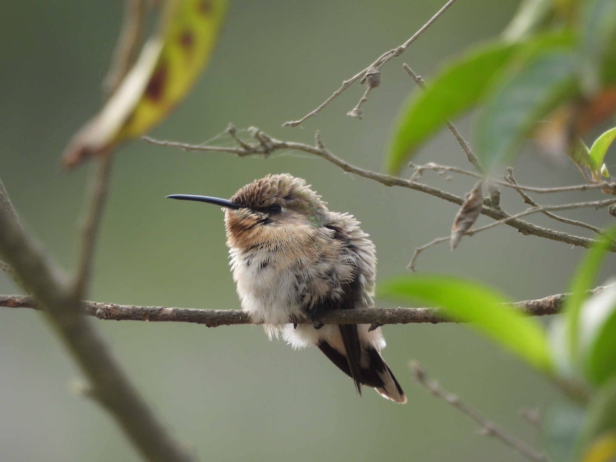 Purple-collared Woodstar (Myrtis fanny), photo 2