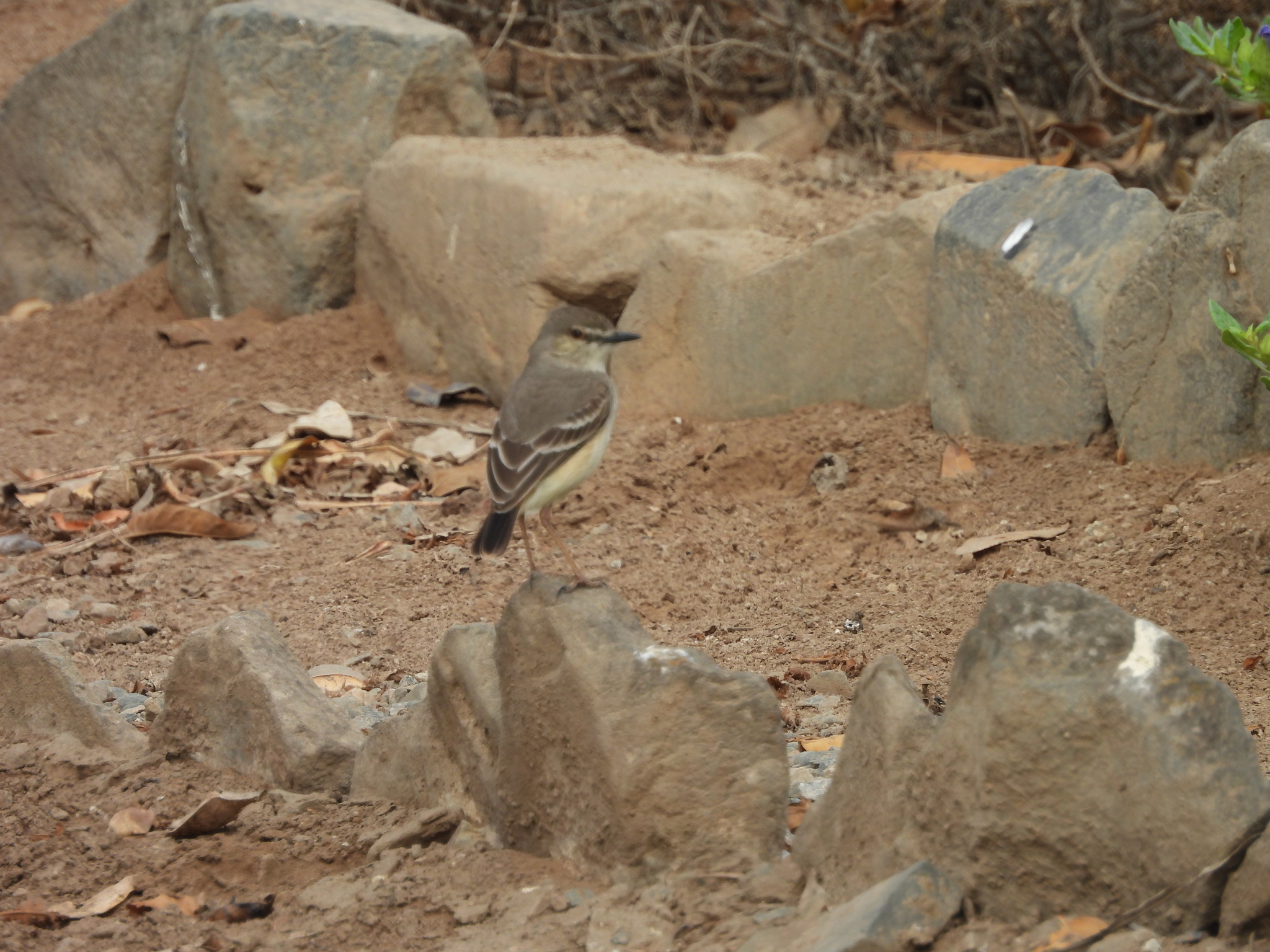 Short-tailed Field Tyrant (Muscigralla brevicauda), photo 6
