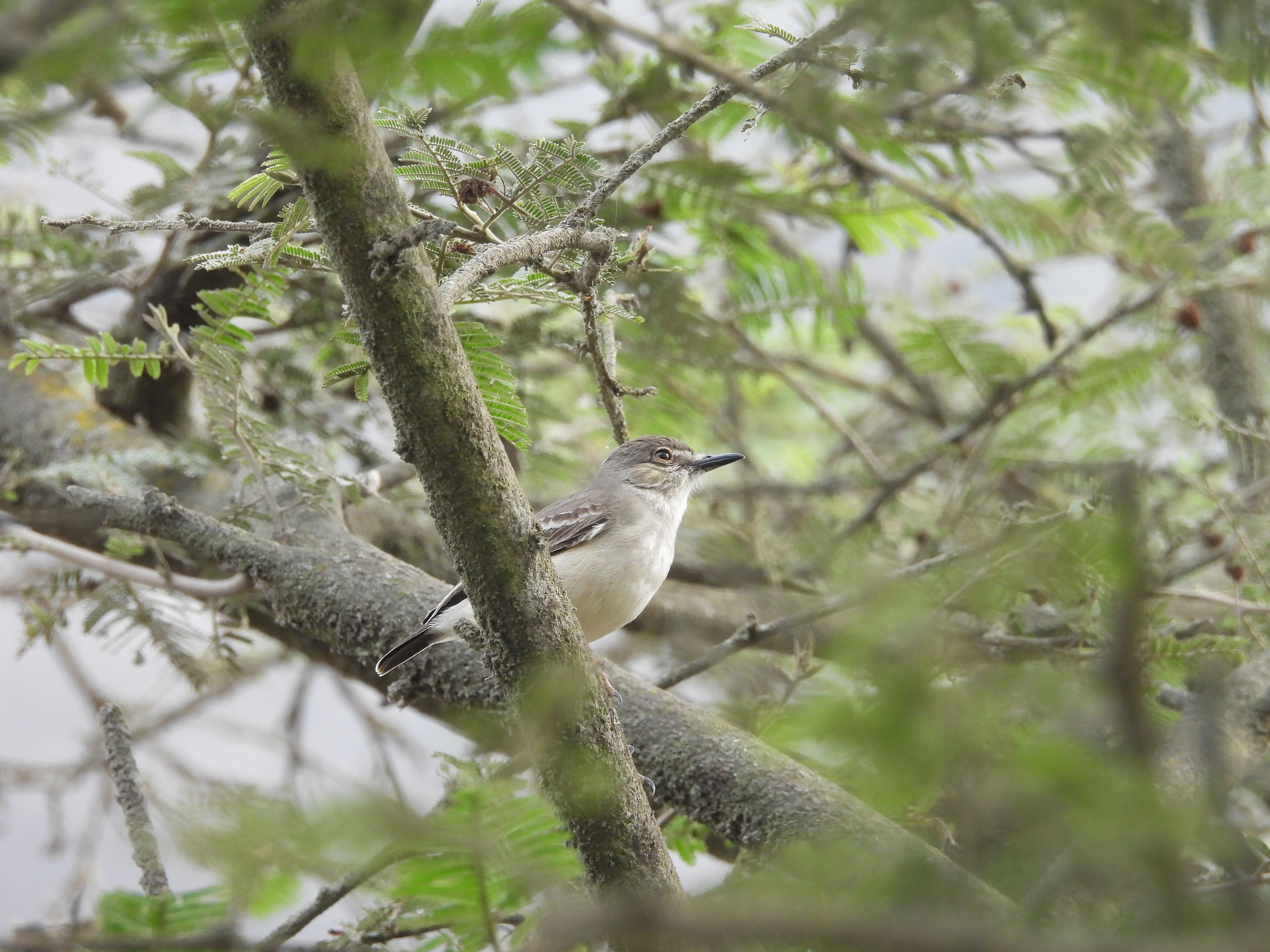 Short-tailed Field Tyrant (Muscigralla brevicauda), photo 5