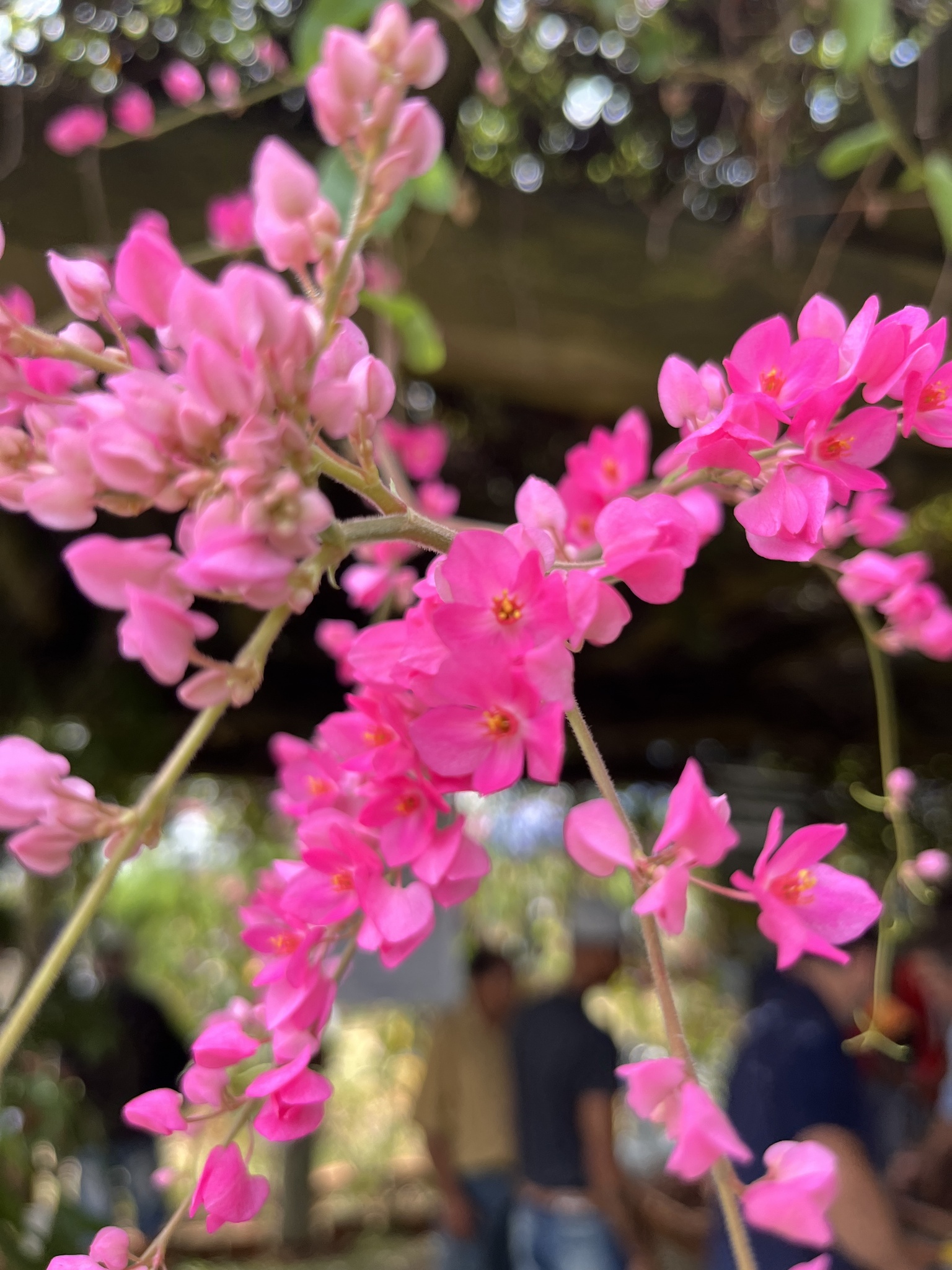 Antigonon leptopus