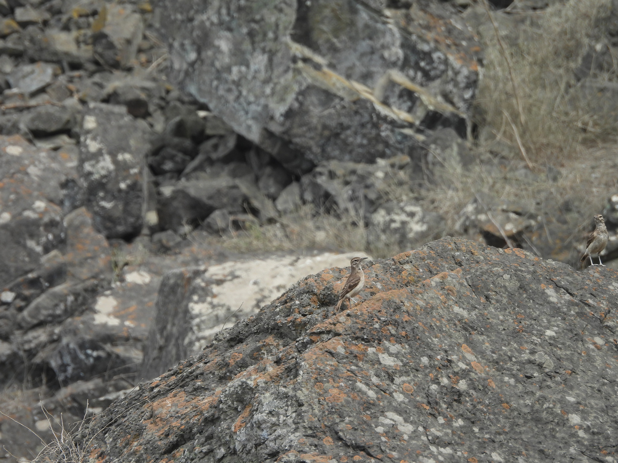 Thick-billed Miner (Geositta crassirostris), photo 4