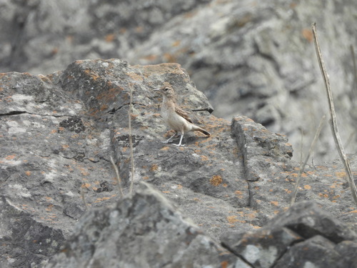 Thick-billed Miner (Geositta crassirostris), photo 9