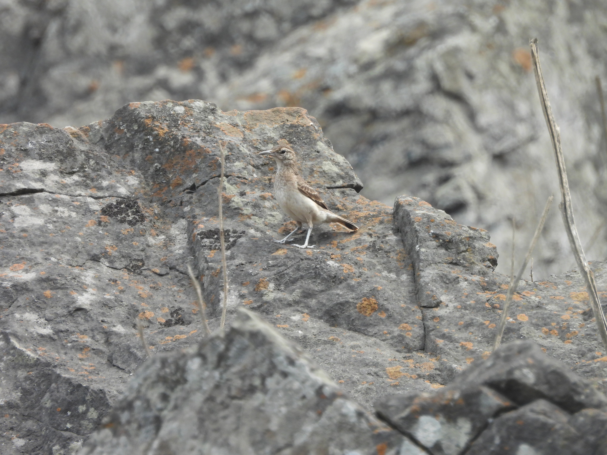 Thick-billed Miner (Geositta crassirostris), photo 3