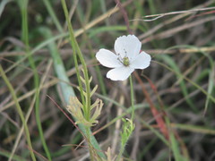 Papaver albiflorum
