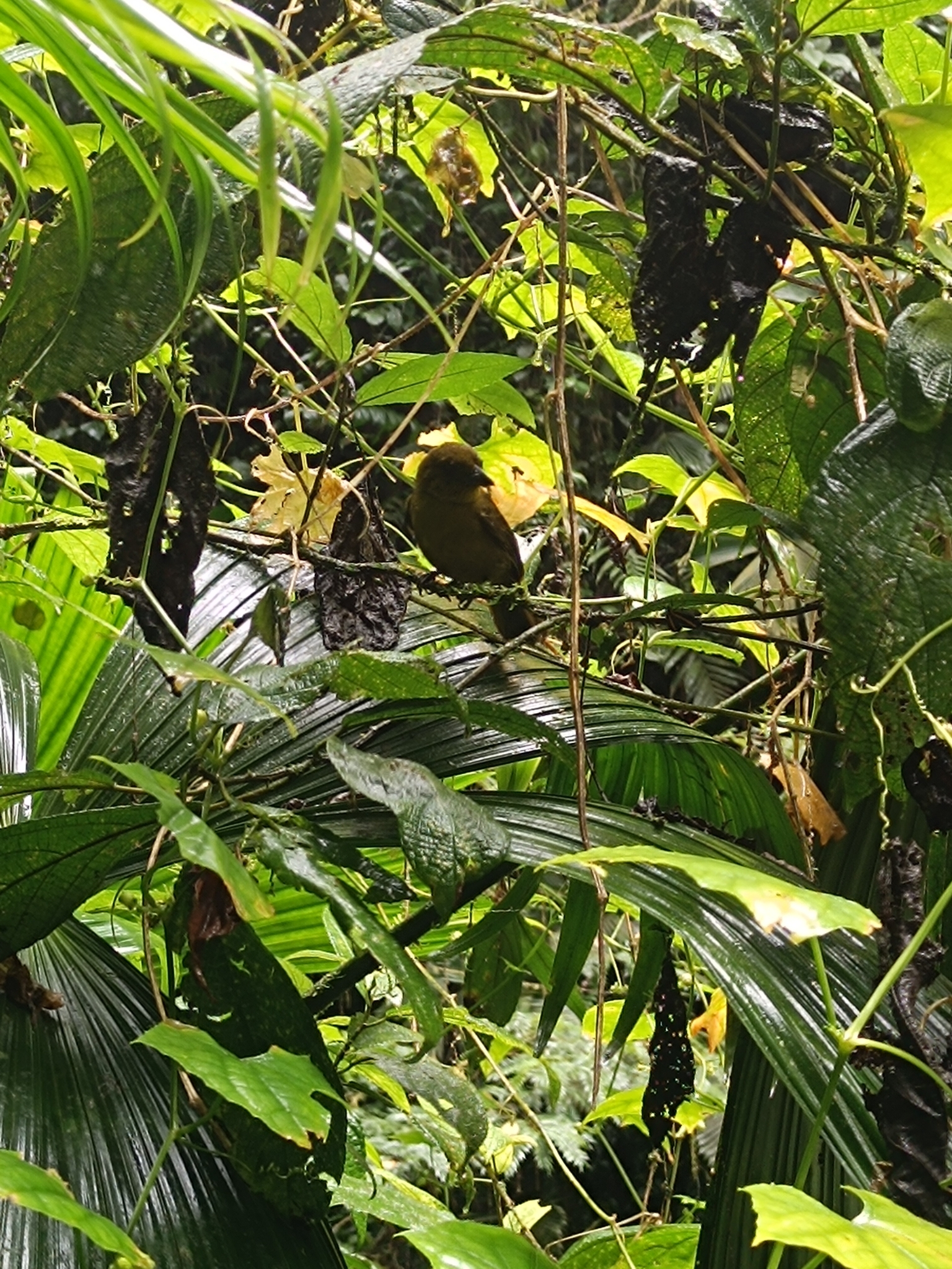 Carmiol's Tanager (Chlorothraupis carmioli), photo 4