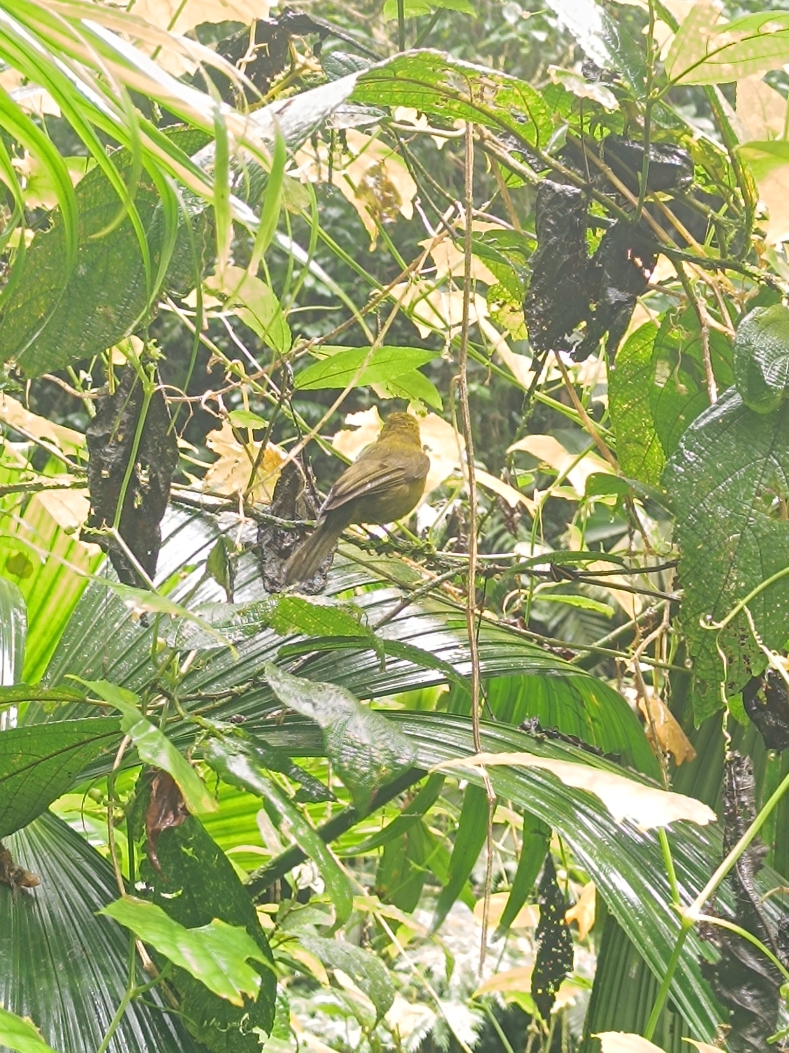 Carmiol's Tanager (Chlorothraupis carmioli), photo 5