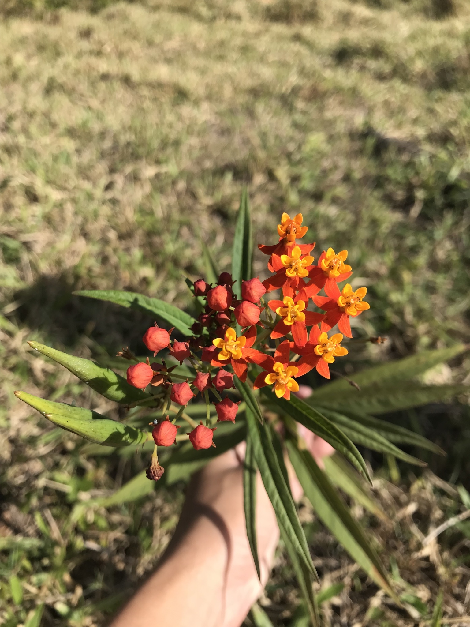 Asclepias curassavica