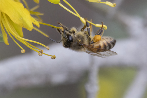 iNaturalist observation photo of Western Honey Bee