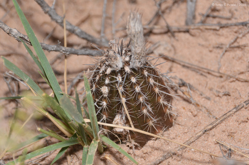 Setiechinopsis mirabilis, photograph 2