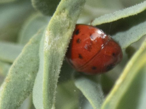 iNaturalist observation photo of Asian Lady Beetle