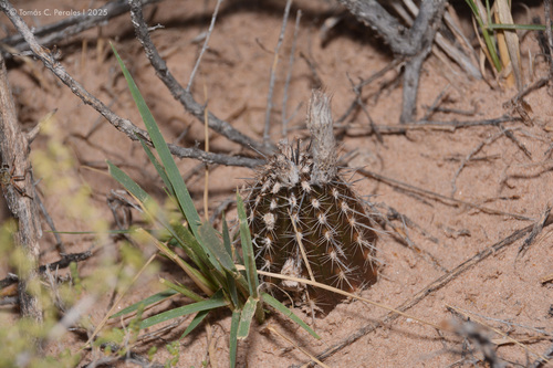 Setiechinopsis mirabilis, photograph 1