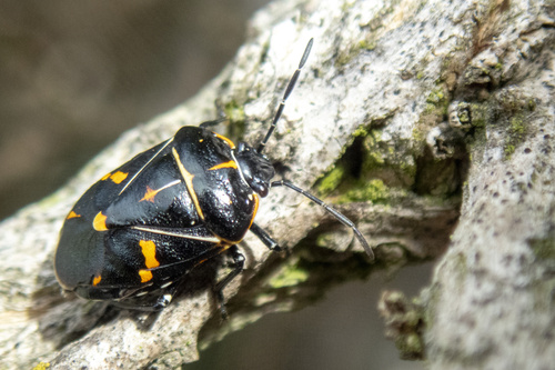 iNaturalist observation photo of Harlequin Bug