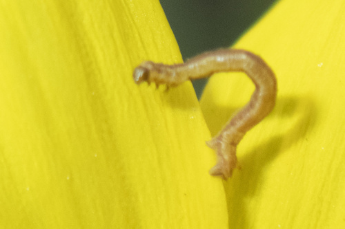 iNaturalist observation photo of Geometer Moths