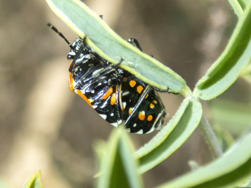 iNaturalist observation photo of Harlequin Bug