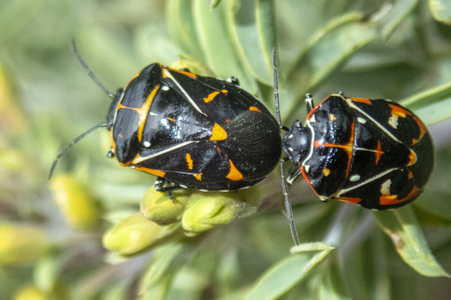iNaturalist observation photo of Harlequin Bug