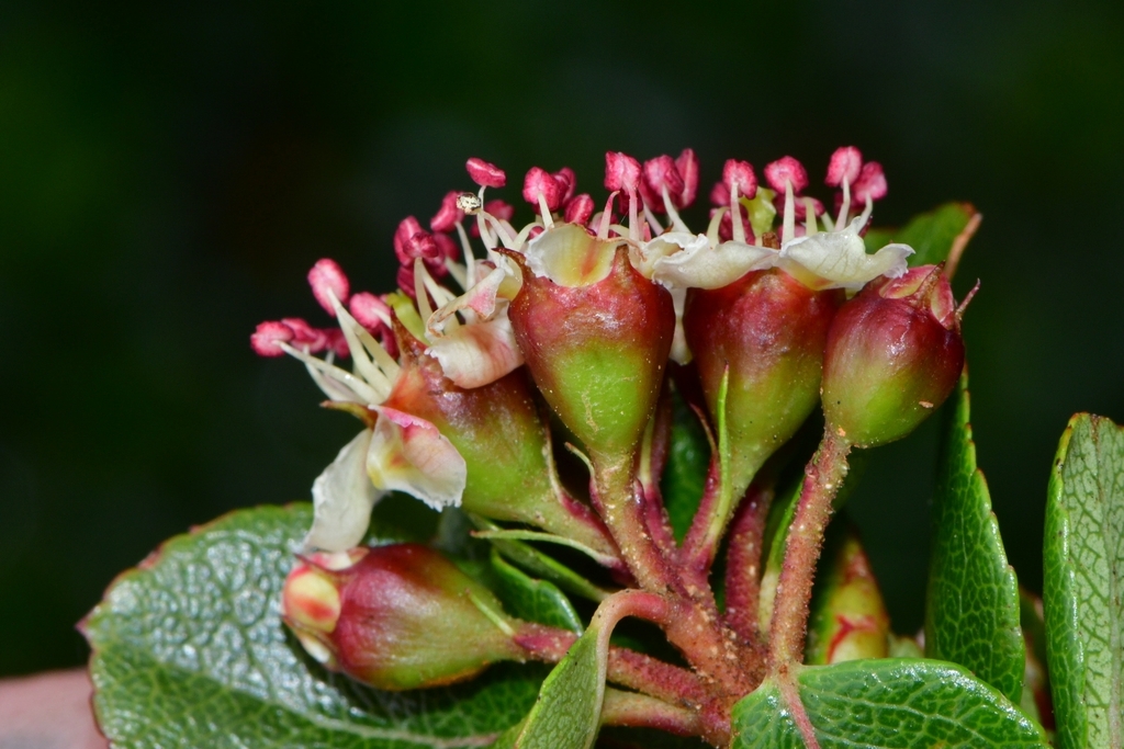 Hesperomeles