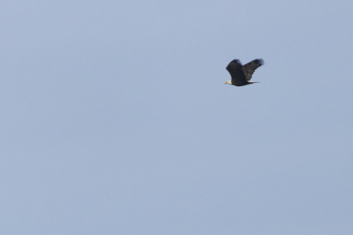 iNaturalist observation photo of Bald Eagle