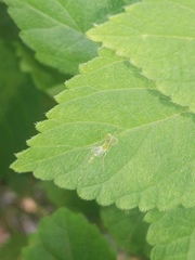 Chironomidae