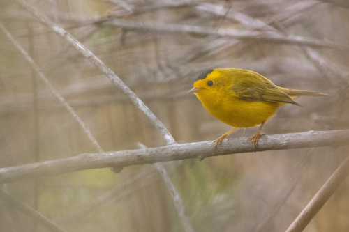 iNaturalist observation photo of Wilson's Warbler