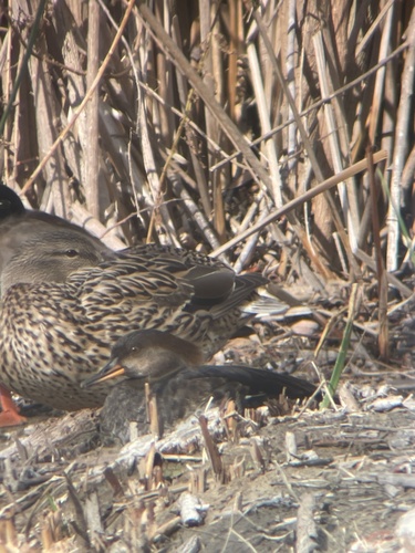 iNaturalist observation photo of Hooded Merganser