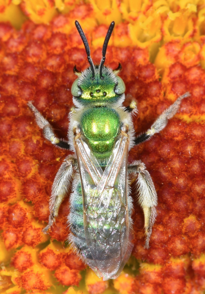 Angeles Striped Sweat Bee