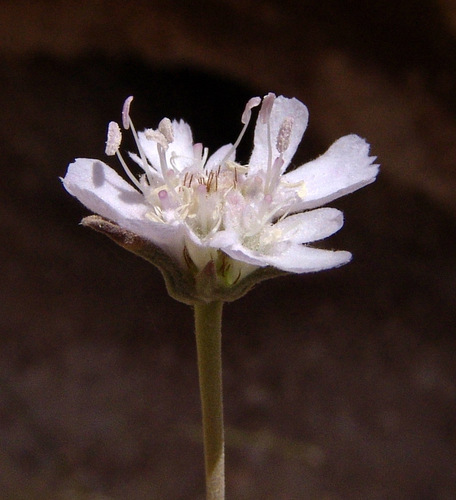Silver Scabious