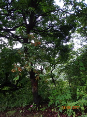 Terminalia elliptica