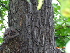 Terminalia elliptica