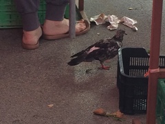 Columba livia