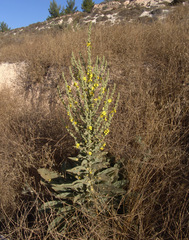 Verbascum sinaiticum