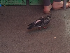 Columba livia