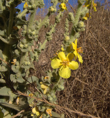 Verbascum sinaiticum